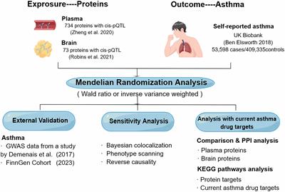 Potential drug targets for asthma identified in the plasma and brain through Mendelian randomization analysis